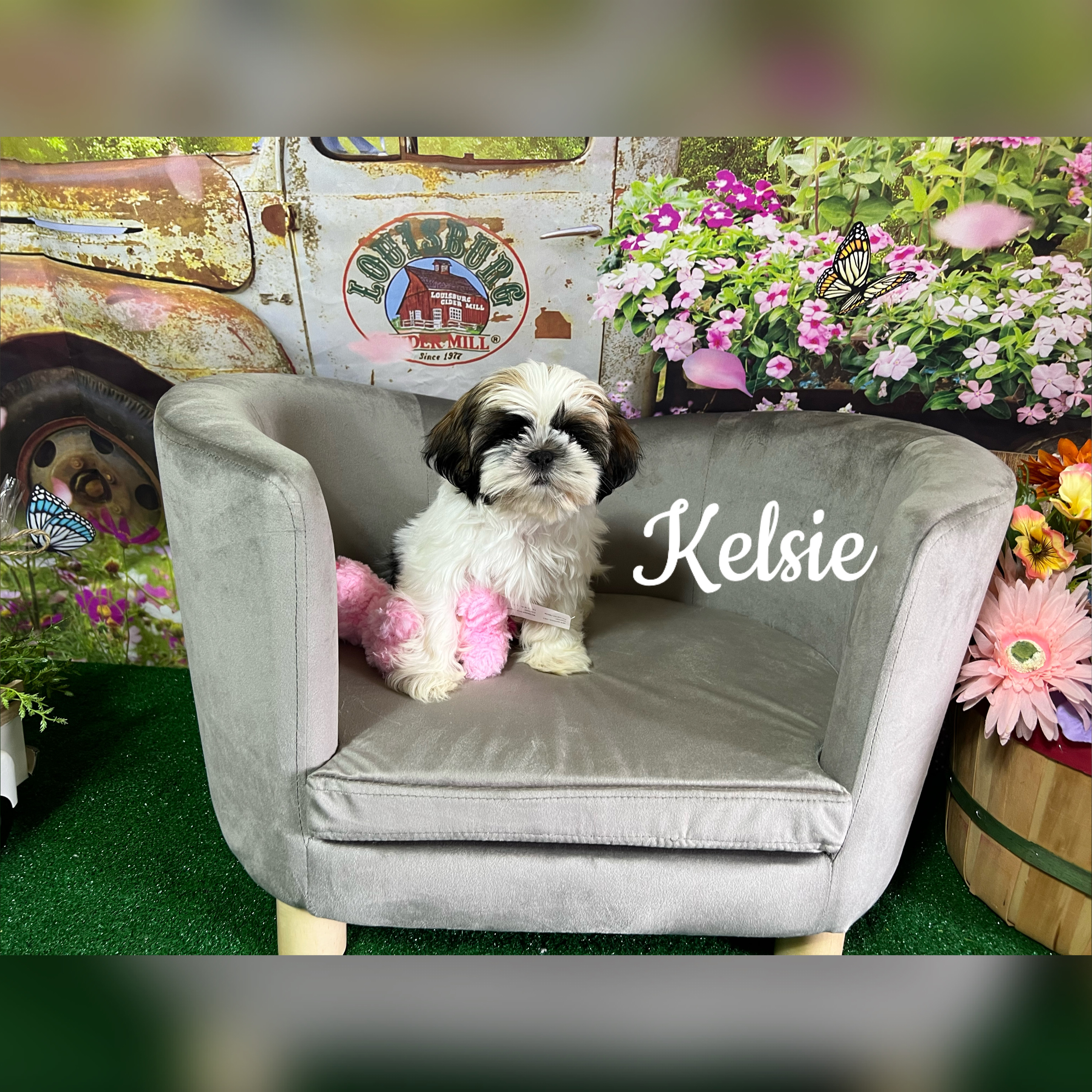 puppy, for, sale, Shih Tzu, Carol  Delcour, dog, breeder, Norwood, MO, dog-breeder, puppy-for-sale, forsale, nearby, find, puppyfind, locator, puppylocator, aca