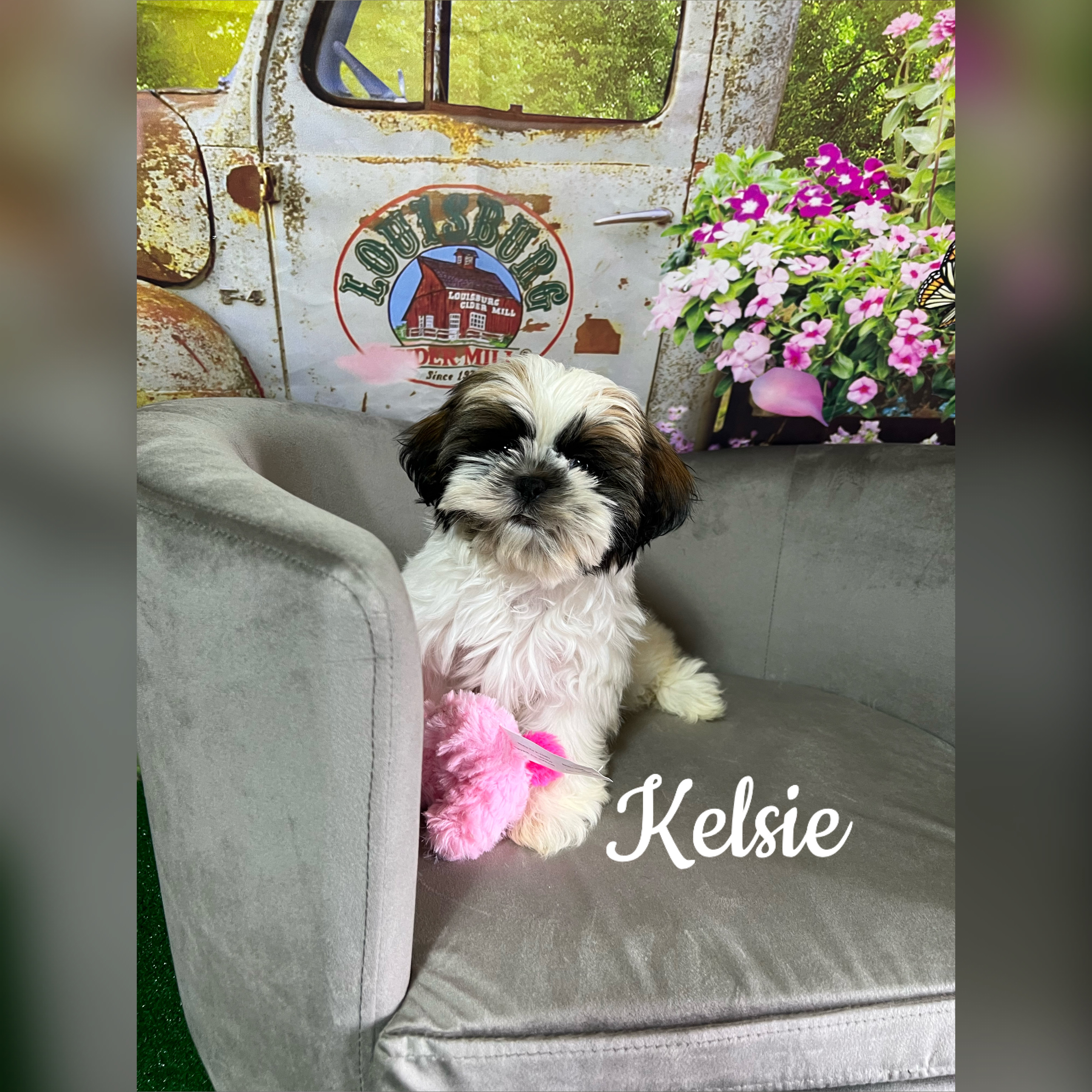 puppy, for, sale, Shih Tzu, Carol  Delcour, dog, breeder, Norwood, MO, dog-breeder, puppy-for-sale, forsale, nearby, find, puppyfind, locator, puppylocator, aca