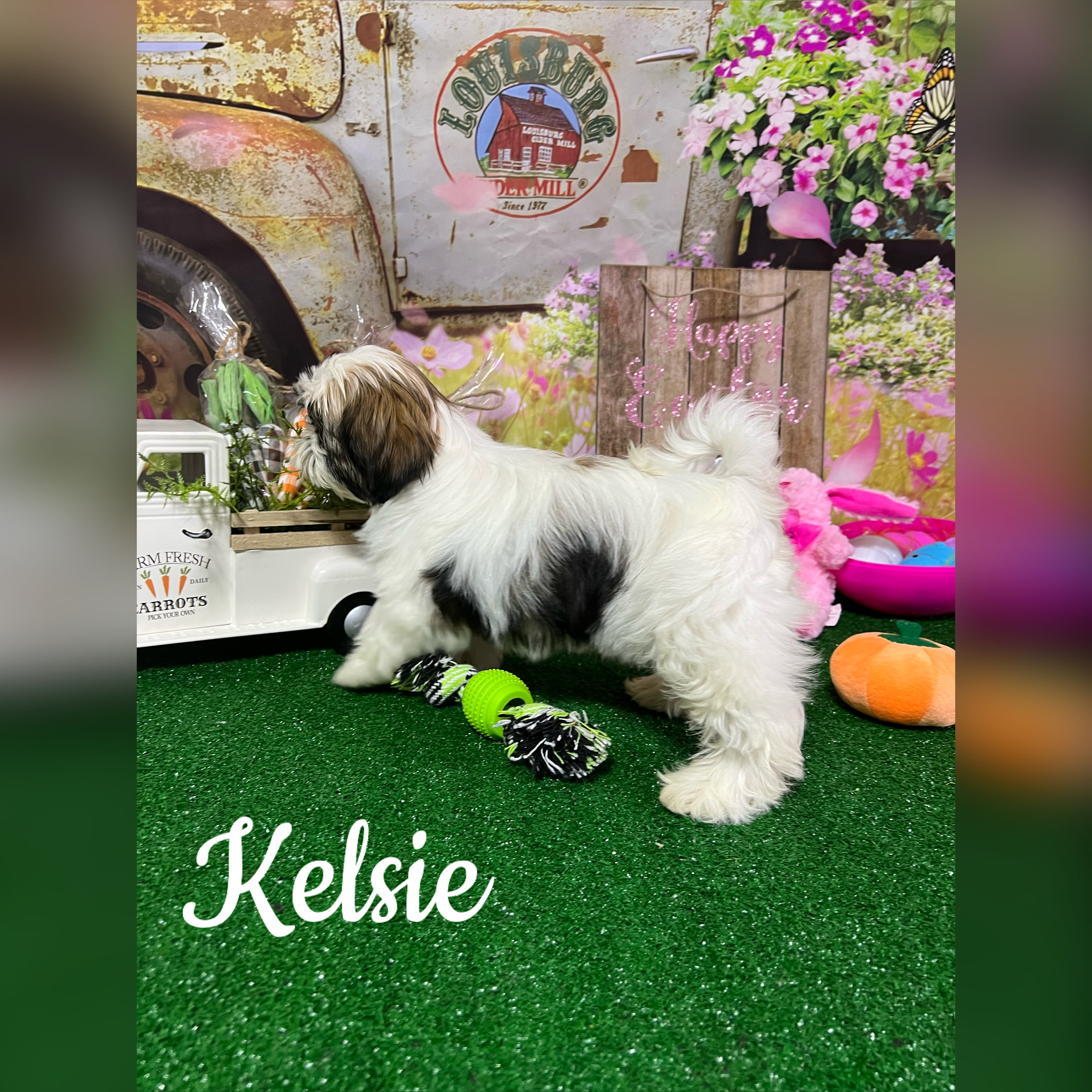 puppy, for, sale, Shih Tzu, Carol  Delcour, dog, breeder, Norwood, MO, dog-breeder, puppy-for-sale, forsale, nearby, find, puppyfind, locator, puppylocator, aca